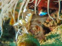 Ancylomenes magnificus