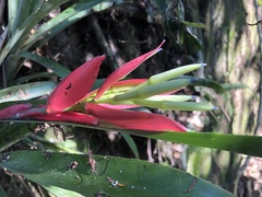 Billbergia amoena