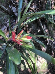Billbergia amoena