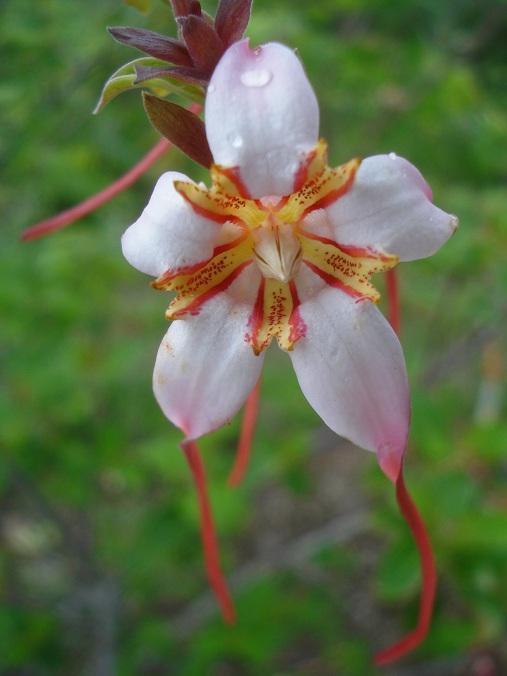 Strophanthus hypoleucos