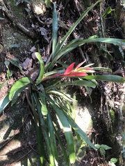 Billbergia amoena
