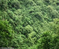 Chusquea lorentziana