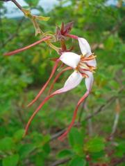 Strophanthus