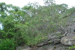 Strophanthus
