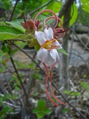 Strophanthus