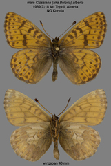 Boloria alberta