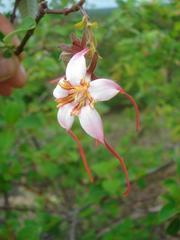 Strophanthus
