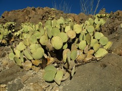 Opuntia rufida