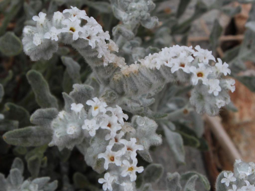 Grey Heliotrope