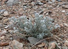 Heliotropium tubulosum