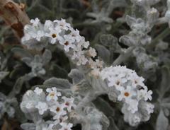 Heliotropium tubulosum