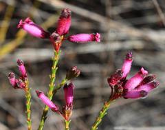 Erica cristata