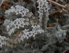 Heliotropium tubulosum