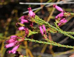 Erica cristata
