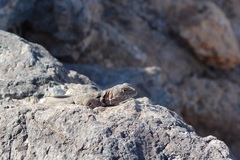 Crotaphytus nebrius