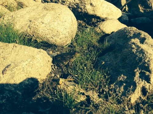iNaturalist observation photo of American Bullfrog