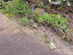 Stenosemis