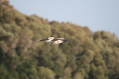 Larus michahellis
