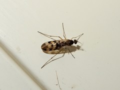 Sylvicola undulatus