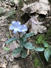 Ruellia solitaria