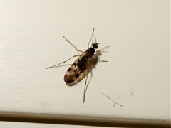 Sylvicola undulatus