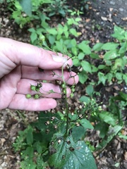 Scrophularia umbrosa