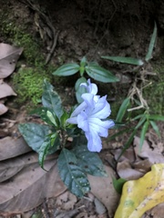 Ruellia solitaria