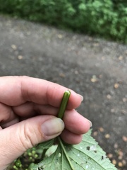 Scrophularia umbrosa