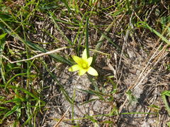 Romulea flava flava