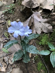 Ruellia solitaria