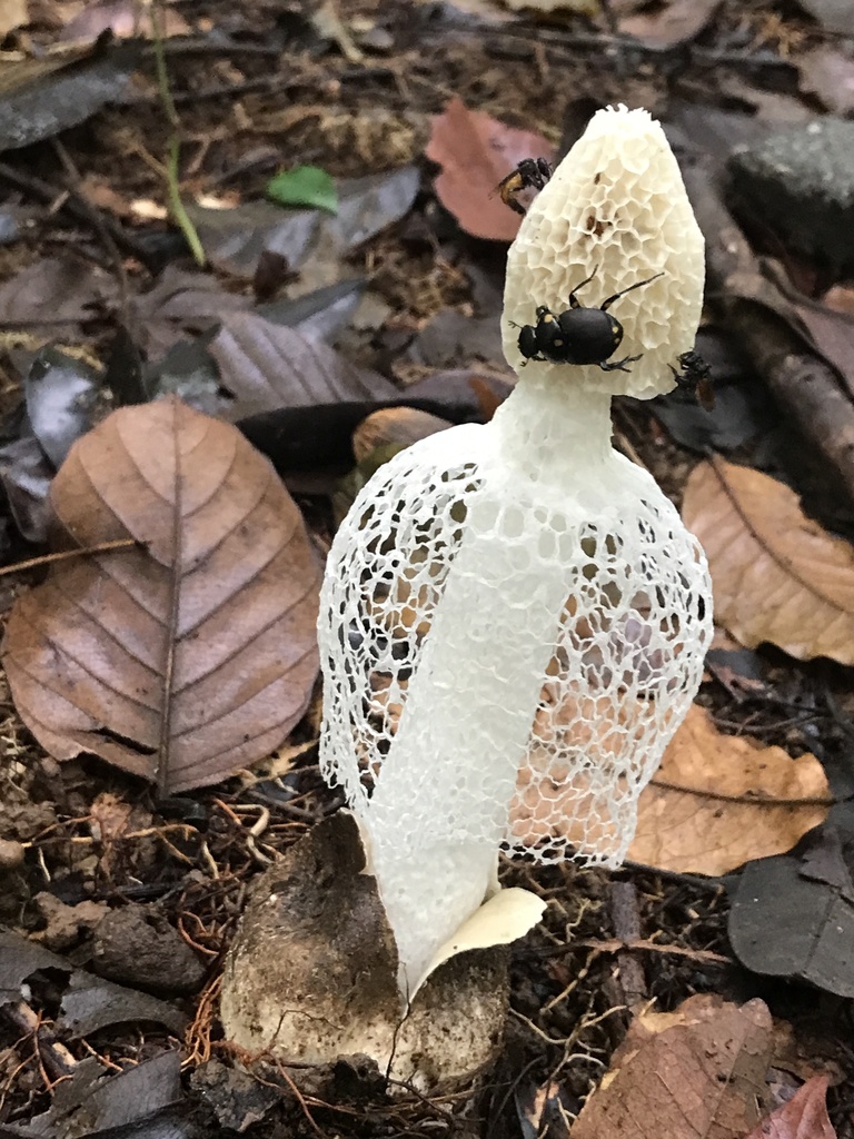 Phallus denigricans