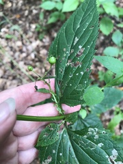 Scrophularia umbrosa