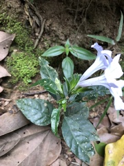 Ruellia solitaria