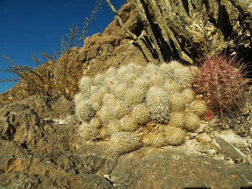 Pelecyphora lloydii