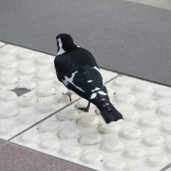 Grallina cyanoleuca