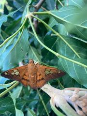 Nascus phocus