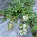 Potentilla caulescens - Photo (c) Edith Bucher, algunos derechos reservados (CC BY-NC-SA), subido por Edith Bucher