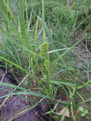 Sparganium glomeratum