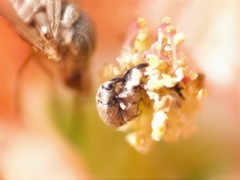 Anthonomus sphaeralciae