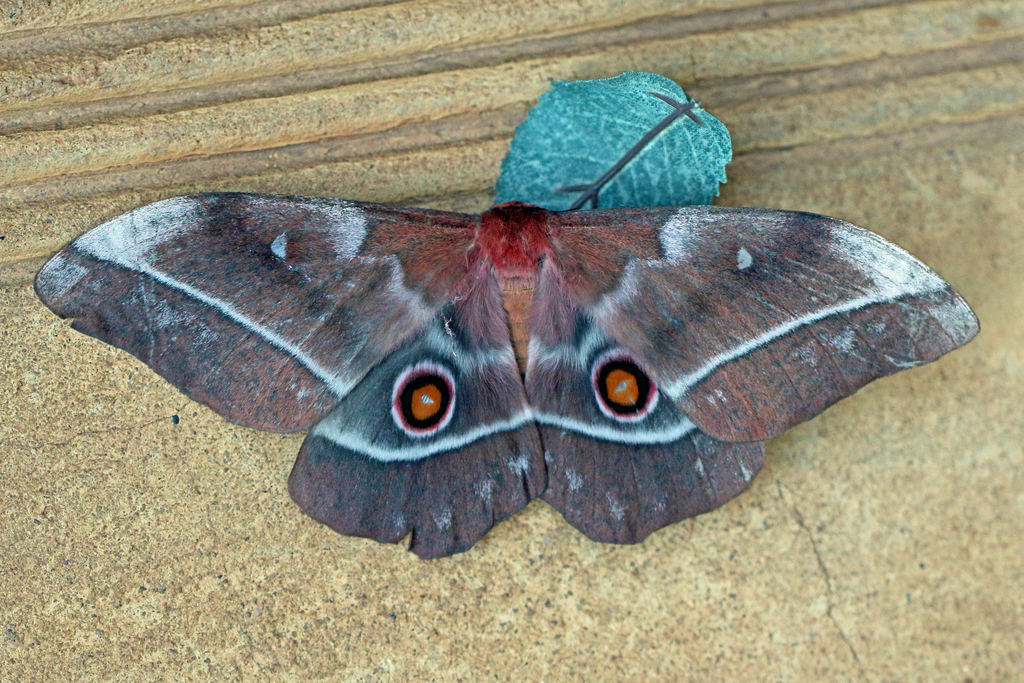 Imbrasia orientalis