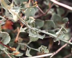 Dyerophytum africanum