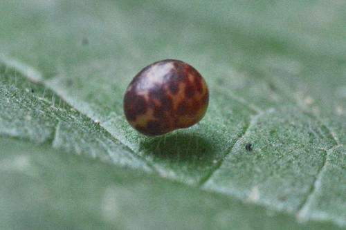 Oyster Gall Wasp