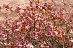 Dyerophytum africanum