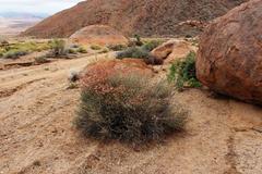 Dyerophytum africanum