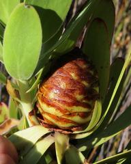 Leucadendron microcephalum