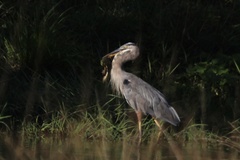 Ardea herodias herodias