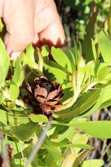 Leucadendron microcephalum