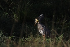 Ardea herodias herodias
