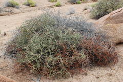 Euphorbia lignosa