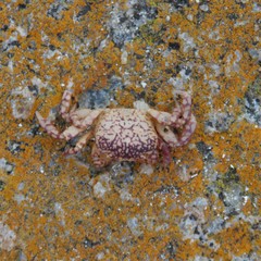 Cyclograpsus granulosus